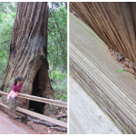 muir woods